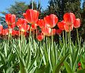 Tulip Bed form below 